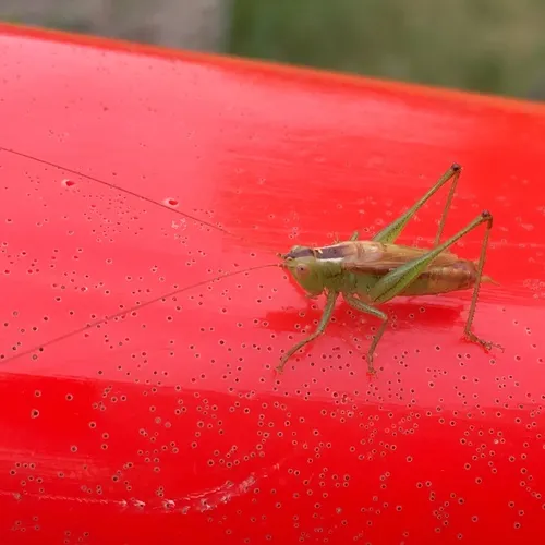Short-winged Meadow Katydid
