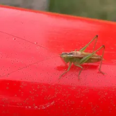 Short-winged Meadow Katydid thumbnail 1