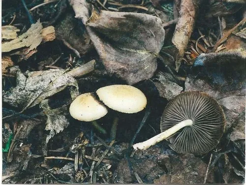 Psathyrella elliptispora