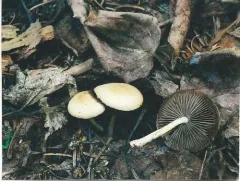 Psathyrella elliptispora thumbnail 1