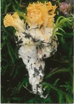 Ramaria gelatiniaurantia thumbnail 2