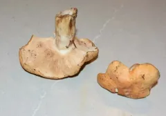 Thaxterogaster turmalis thumbnail 1