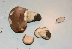 stumpy milkcap thumbnail 3