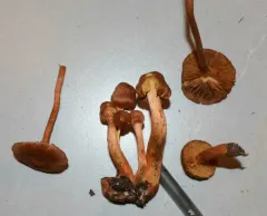 marsh webcap thumbnail 3