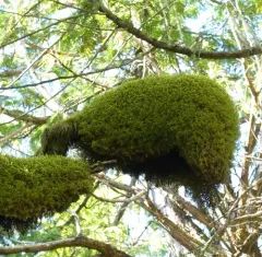 Pendulous Wing-moss thumbnail 2