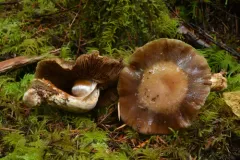Thaxterogaster montanus thumbnail 3