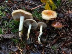 Pholiota brunnescens thumbnail 3