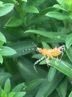 Orange Assassin Bug thumbnail 3