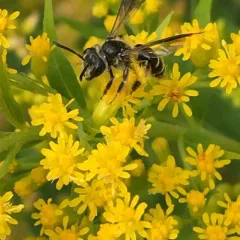 Cloudy-winged Mining Bee thumbnail 2