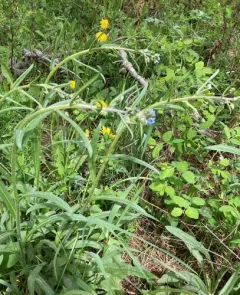 many-flowered stickseed thumbnail 2