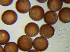 Diderma meyerae thumbnail 2