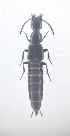 Bisnius sordidus thumbnail 2