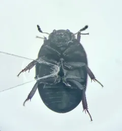 Coelostoma orbiculare thumbnail 4