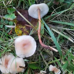 Red-stemmed Gymnopus thumbnail 3