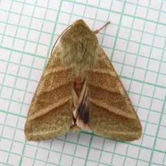 Tobacco Budworm Moth thumbnail 4