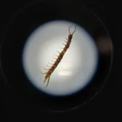 Brown Centipede thumbnail 4