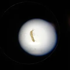 Cotton Springtail thumbnail 3