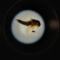 Vermiculated Rove Beetle thumbnail 2