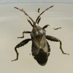Piezogaster calcarator thumbnail 1