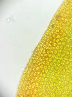 Small Hairy Screw-moss thumbnail 3