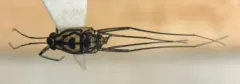Trepobates pictus thumbnail 1