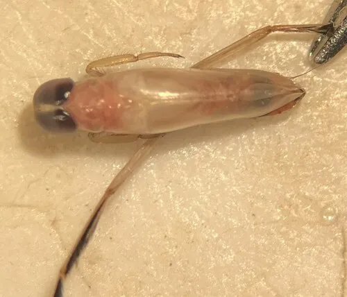 Buenoa confusa