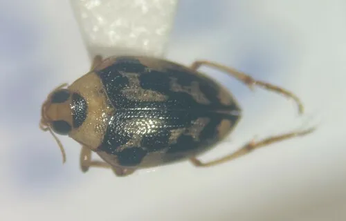 Haliplus triopsis