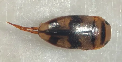Heterosternuta allegheniana