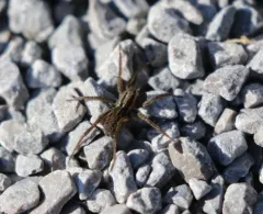 Little Banded Wolf Spider thumbnail 2