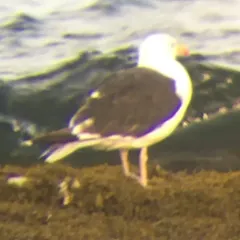 Great Black-backed Gull thumbnail 3