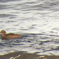 Common Eider thumbnail 4