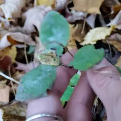 Erysiphe lonicerae thumbnail 4