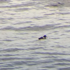 Black Guillemot thumbnail 4