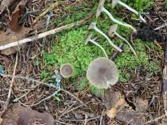 slender navel thumbnail 2