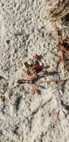 Puritan Smartweed thumbnail 3