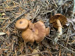Cortinarius atroalbus thumbnail 3
