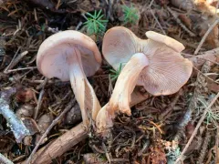 Rhodocollybia prolixa thumbnail 1