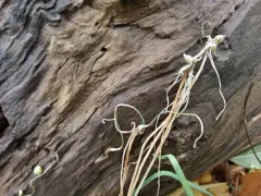 Keeled Garlic thumbnail 2