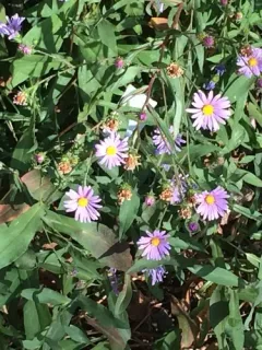 Henderson's aster thumbnail 4
