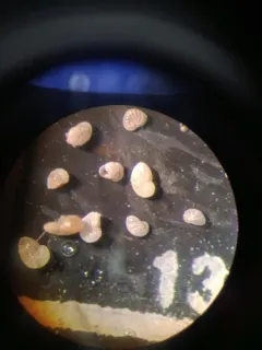 Nonionella auricula thumbnail 3