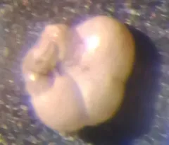 Trochammina inflata thumbnail 1