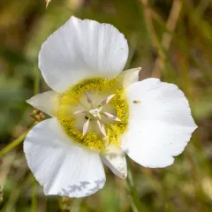 Gunnison's Mariposa Lily thumbnail 2