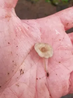 Hydropus marginellus thumbnail 4
