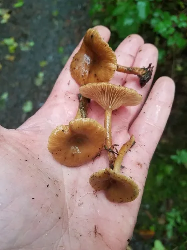 Alder Milkcap