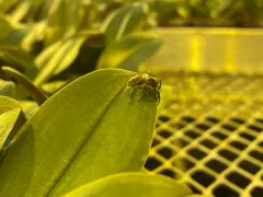 Pantropical Jumping Spider thumbnail 3