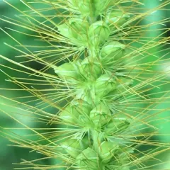 yellow foxtail thumbnail 2