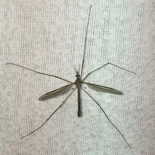 Marsh Crane Fly