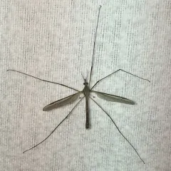 Marsh Crane Fly thumbnail 1