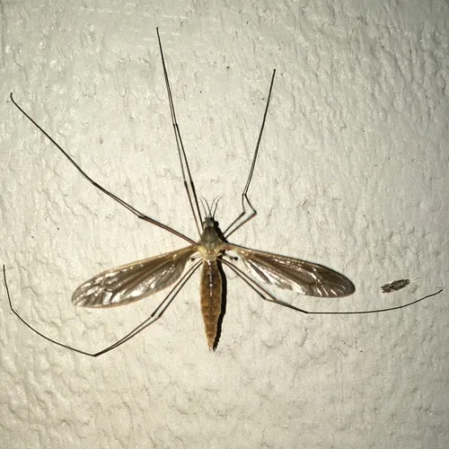 Angarotipula illustris