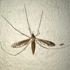 Angarotipula illustris thumbnail 1